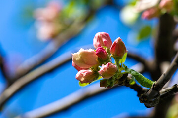 Experience the beauty of nature up close. Capture the intricate details of a pink apple tree...