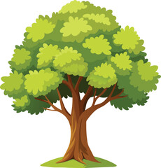 Elm Tree Botanical vector art, elm tree illustration