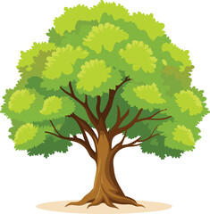 Elm Tree Botanical vector art, elm tree illustration