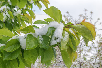 A cherry tree covered with snow. Abnormal cold snap.