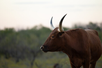 Red Longhorn Cow in Green Field