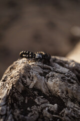 Bead bracelet with black skull