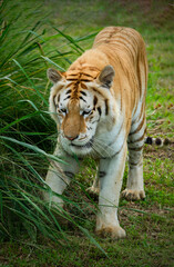 golden tiger in the zoo