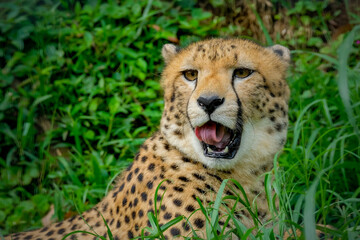 Close-up of cheetah -Acinonyx jubatus- lying down