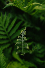 Spring fern growing up in forest