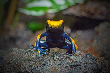 Dart frog dendrobates tinctorius azureus