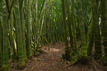 Bamboo forest in Sri Lanka