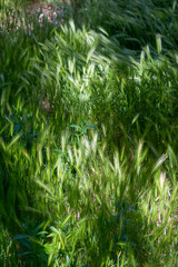 Naklejka premium A field of green grass with a few brown spots