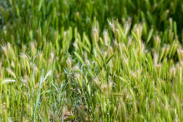 A field of green grass with a few brown spots