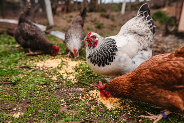 Low angle of four chickens eating corn off the grass