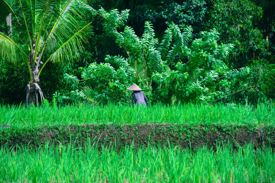Local working in the rice fields in Tabanan in Bali Indonesia 