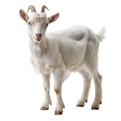Obraz premium Domestic White Goat with Horns, transparent Background