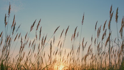 Beautiful Pattern With Neutral Colors. Stalks Of Dry Reeds Background Sunset. Meadow Sunrise Background.
