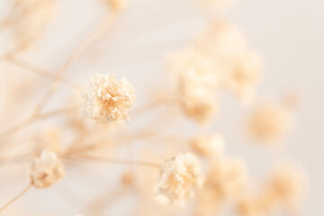 Experience the charm of a Gypsophila flower in vintage style showcased in macro detail against a...