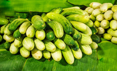 Agriculture produced Fresh Juicy Cucumber in the market
