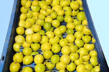 Agriculture Fresh lemons for summer season in the shop