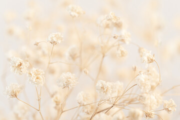 Delve into the nostalgic beauty of a Gypsophila flower in vintage style, presented in exquisite...