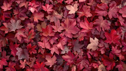 Maple leaves in the fall in a red hue