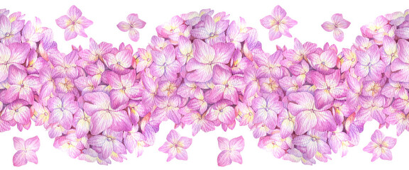 Obraz premium Seamless border with pink hydrangea on a white background. Watercolor illustration of summer flowers in botanical style