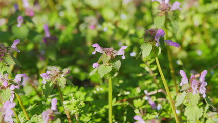Purple Deadnettle Or Lamium Purpureum In Front Of Spring Nature Background. Spring Purple Flowers With Leaves.