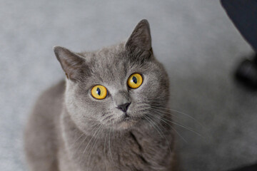A grey cat with yellow eyes is standing on a carpet