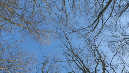 Looking Up Into A Winter Tree Canopy Of Leafless Branches Silhouetted Against A Sunny Blue Sky....