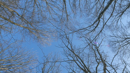 Looking Up Into A Winter Tree Canopy Of Leafless Branches Silhouetted Against A Sunny Blue Sky. Cold January Winter. Bare Branches Stretch Upwards.