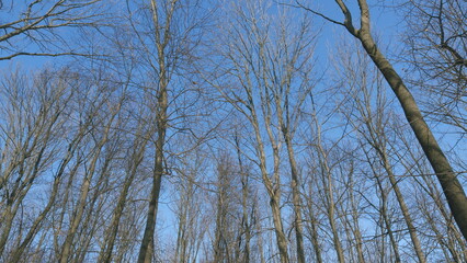 Three Bare Trees Standing Silhouetted Against A Clear Blue Sky. Stark Beauty Of A Leafless Tree. Beautifully Employs Natural Light Technique. - Powered by Adobe