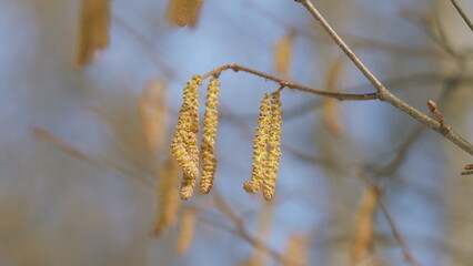Hazel Shrub Hazelnut Bush Blossom. Living Energy. Nature Background. Steadicam Shot.