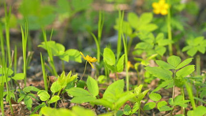 Anemonoides ranunculoides. Forest glade with yellow flowers. Slow motion. Slow motion.