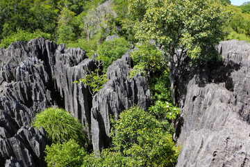 Tsingy De Bemaraha National Park in Madagascar 