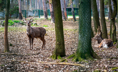 Two deer in the forest. One is standing and the other is lying down.