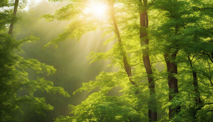 Fresh light shining through the trees and leaves, peaceful nature panorama
