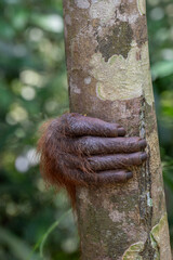 Orang-Utan Hand © Florian