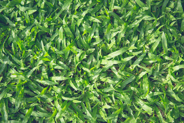 Spring green leaves wall background