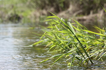 Green plants on the bank of a stream