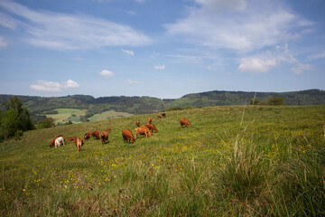 Krowy pasące się na łące. © Marcin