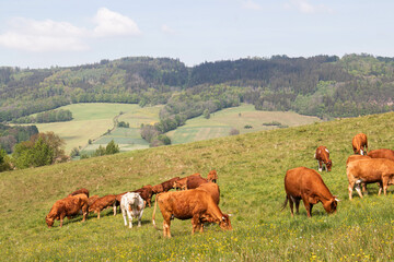 Krowy pasące się na łące. © Marcin