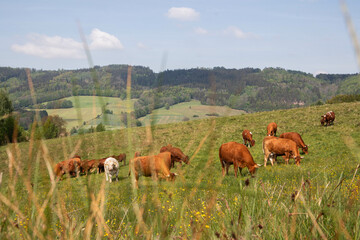 Krowy pasące się na łące. © Marcin