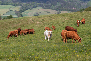 Krowy pasące się na łące. © Marcin