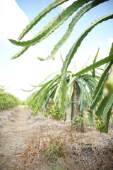 Dragon Fruit fields in Chau Thanh, Long An, Vietnam