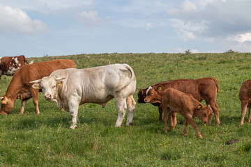 Krowy pasące się na łące. © Marcin