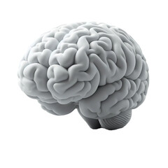 Realistic 3D Model of Human Brain Isolated on White Background
