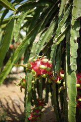 CLose up shot of ripe dragon fruit in the plantation in Chau Thanh, Long An, Vietnam