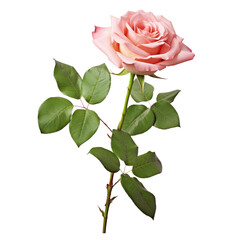 Fototapeta premium Pink rose with leaves on the stem isolated on transparent background 