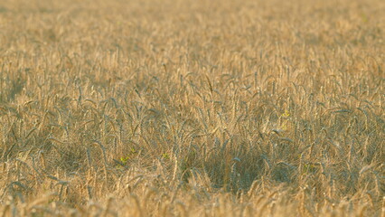 Summer agricultural field. Wheat ears gold wheat field. Farming wheat on the farm. Crops field....