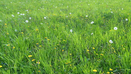 Yellow dandelions, spring green grass in a beautiful meadow. Green meadow with bright yellow...