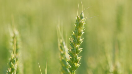 Countryside over a field of wheat. Agricultural field of yellow green barley wheat in wind. Close up.