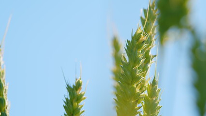 Landscape summer field sun nature. Some spikelets moving slowly in wind. Lush wheat grows in...