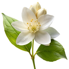 Close-up Isolated Flowers